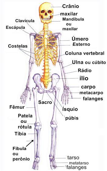 21-Sacro - É um osso grande e triangular e se localiza na base inferior da coluna vertebral na cavidade pélvica entre os dois ossos do quadril.