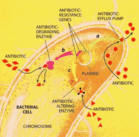 Antibióticos Tetraciclinas: Produzidos por procariotos (estreptomicetos) inibem a síntese de proteína através da