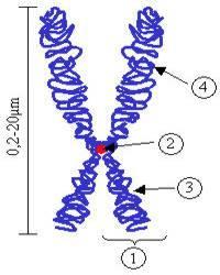 (4) Braço Um cromossomo é uma longa sequência de DNA, que contém vários genes, estes codificam as informações necesárias para a síntese de proteinas.