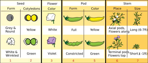 Gregor mendel (1822-1884), ele trabalhou a hereditariedade com plantas de ervilhas devido as seguintes vantagens: Facilidade de cultivo; Variedades de fácil características identificaveis; Ciclo de