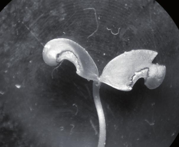 Transmissão de fungos via semente e patogenicidade de Pestalotiopsis sp.