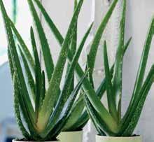 vaso de Ø 8,5 cm Cactus