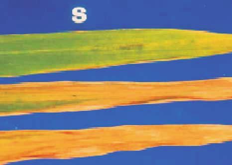 20 Nutrição Mineral e Adubação da Cultura do Arroz de Sequeiro folhas mais velhas. Inicialmente, as folhas com essa defciência tornamse amarelo-esverdeadas (Figura 6).