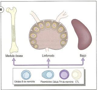 Resposta imunológica à infecção viral Após resolução da infec: LT e LB de memória por períodos extensos em linfonodos,