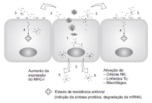 Imunidade inata Interferon I (IFN-I)