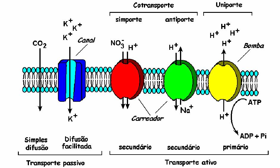 ABSORÇÃO