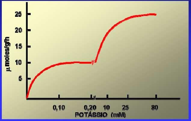 MECANISMO DUPLO PARA ABSORÇÃO DE POTÁSSIO