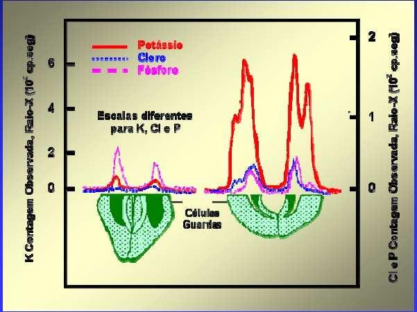 MOVIMENTO ESTOMÁTICO Concentração de íons (K, Cl e P) nas células
