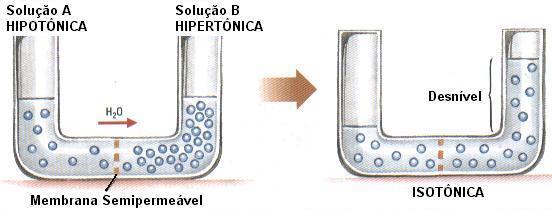 3. OSMOSE É a passagem do solvente (subst. Líquida: água) do meio menos concentrado (Hipotônico) de soluto (subst.