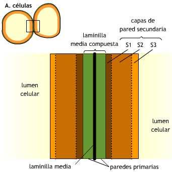 Sua presença indica protoplasto ativo; Porção da parede celular entre duas células É a união entre as paredes celulares primárias de duas células adjacentes, chamada de