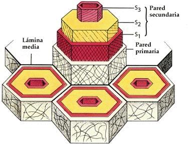 Parede celular secundária: Parede celular secundária: Deposita-se depois que a célula parou de crescer e não deposita mais a parede primária; É interna a parede primária