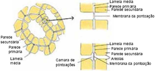 adjacentes Canais, que formam um sistema de comunicação entre as células (entre