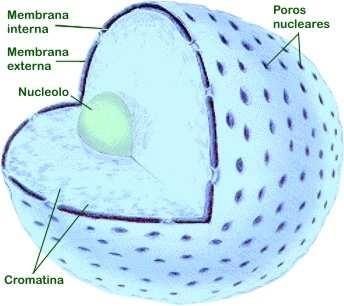 Membrana Plasmática Regula o fluxo de sustâncias dissolvidas dentro e fora da célula; Núcleo Bicamada