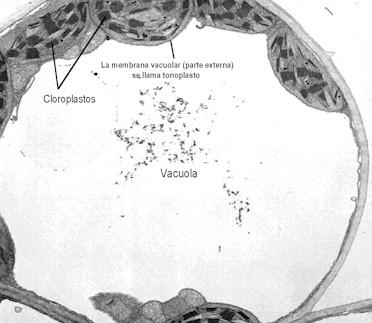 Vacúolo A membrana é mais delgada que o plasmalema; Tem uma membrana dupla (tonoplasto) que é uma unidade