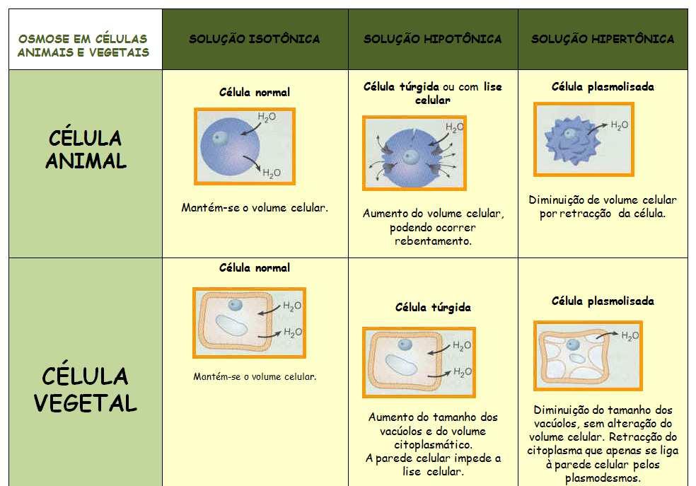 substâncias, remover metabólitos tóxicos, dar rigidez ao tecido, é o grande responsável pelo aumento do