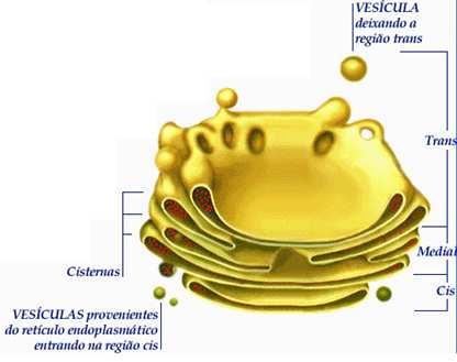 Também existem dentro das mitocôndrias e cloroplastos, já que estes sintetizam suas próprias proteínas Formado por vários sáculos membranosos, discóides,