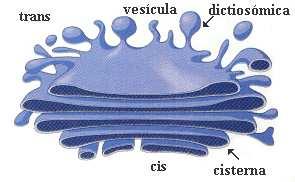 Se subdivide em três compartimentos (cis, médio e trans) consistentes em um ou mais cisternas Complexo de Golgi Citoesqueleto Rede de filamentos protéicos