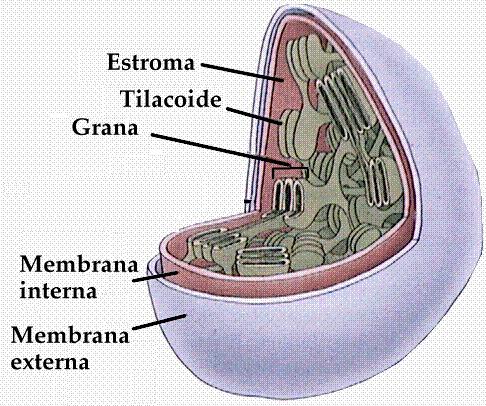 Membrana dupla Internamente - estroma (matriz) Sistema de membranas, os tilacóides grau de desenvolvimento variável DNA próprio e proteínas Divisão por fissão Os