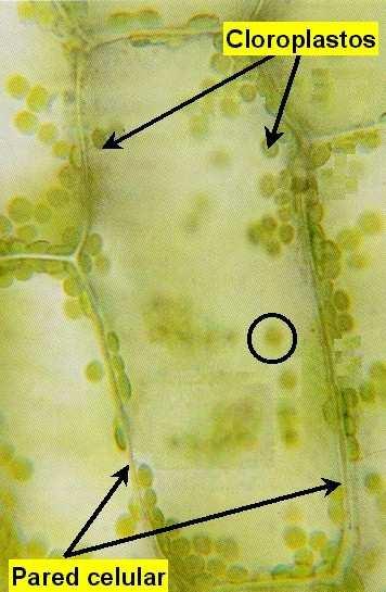 Classificação: Pigmentados cloroplastos (clorofila e caroteno) cromoplastos (caroteno) Não pigmentados (leucoplastos) amiloplastos (amido) elaioplastos (óleos)