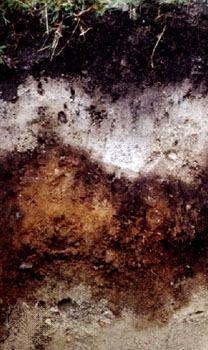 Podzol (Espodossolo) perfil de solo da Irlanda, mostrando um horizonte esbranquiçado com perda de húmus e