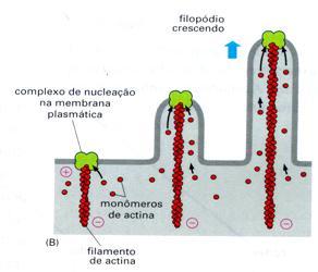 Papel da actina no córtex celular A projeção da