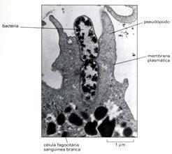 Complexo de nucleação ARP Fagocitose Papel da actina no córtex