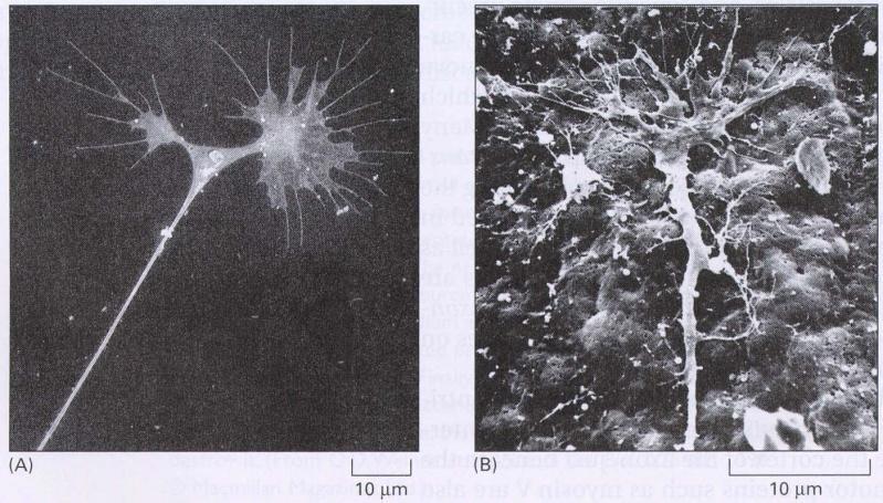 da célula Papel da actina no córtex celular Papel dos