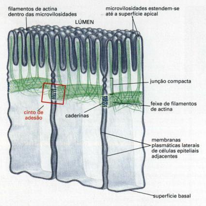 microvilosidades