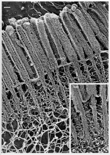 Microfilamentos (