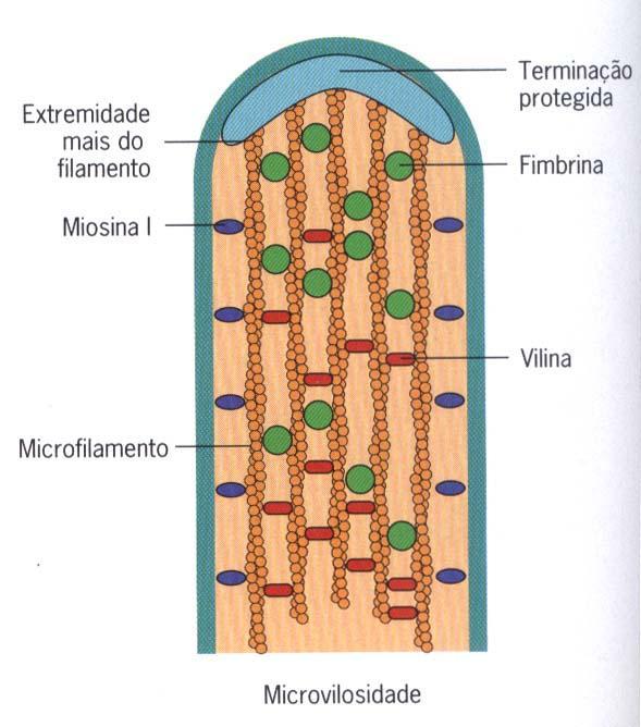 (Actina) Actinas e a estrutura das microvilosidades e estereocílios