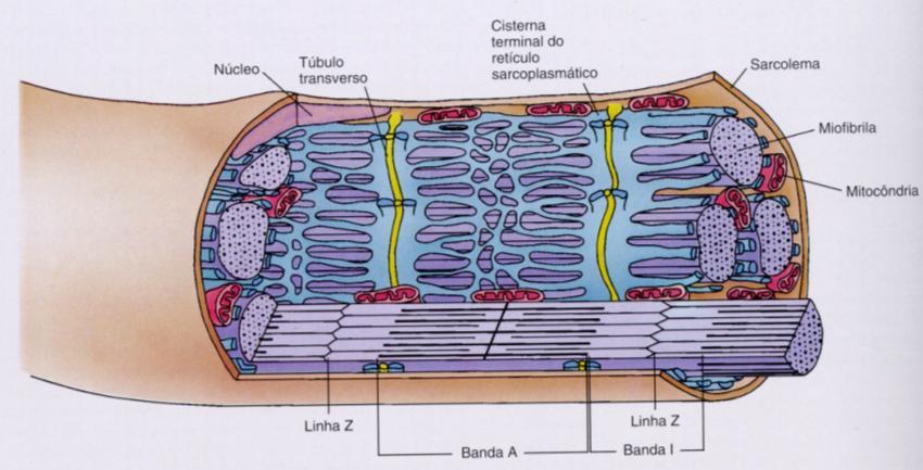 TECIDO MUSCULAR Contração