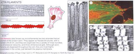 Também conhecidos por microfilamentos Diâmetro de 7nm; São essenciais para muitos dos