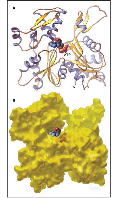 Estrutura da actina: proteína globular A: