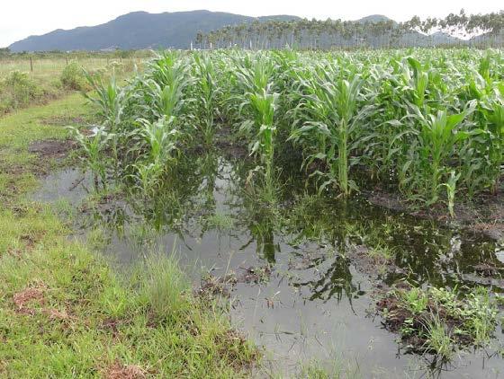 2.1.3 Controle da Salinidade Figura 4. Plantação de milho com parte da área alagada.