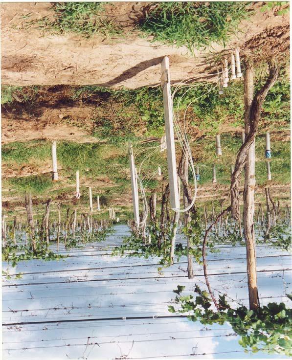 seja, para onde ela está se movimentando, com isto possibilitando uma melhor projeção na alocação do sistema de drenagem. Figura 11. Poços de observação em uma área de videira. Fonte: COSTA, 2008.