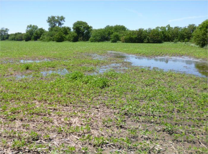 Figura 3. Campos alagados de soja no Nebraska - EUA - Safra 2015/16. Fonte: noticiasagricolas.com.