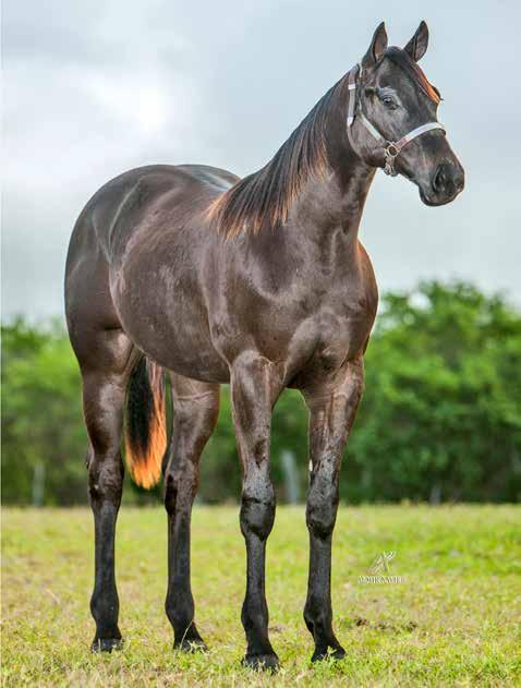 LOTE 11 DASH DIEGO PRB MACHO - 08/03/2016 - CASTANHO - P233458 ROXO DIEGO HJG (SILVER WILD SLN (ROXAO) HAVANNA DASH ID (HOT DOWN DASH) Vendedor: PARQUE & HARAS RUFINA BORBA PF TRABALHO 2019 -