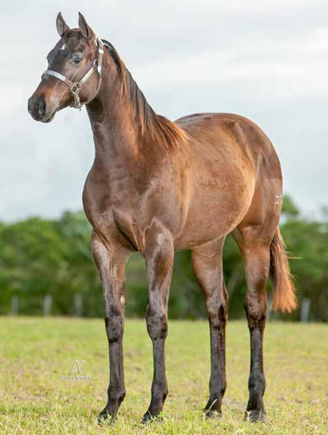 LOTE 13 PURPURA DASH PRB FÊMEA - 23/06/2016 - CASTANHO - P233468 ROXO DIEGO HJG (SILVER WILD SLN (ROXAO) HAVANNA DASH ID (HOT DOWN DASH) Vendedor: PARQUE & HARAS RUFINA BORBA PF TRABALHO 2019 -