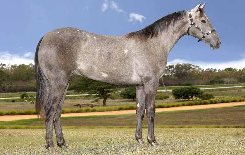 Lote 14 Don Prince Dash HCB M - 11/11/15 - T DON PRINCIPE BAR HJG GOLDEN DASH FSF DON DIEGO BARS HJG PEPITA ROJO FIRST GRAY DASH GOLD SANDSTORM MR HULK MINIE APOLO BARS DON DIEGO BARS PESETA ROJO JAR