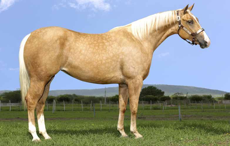 Lote 27 Eternal Success PJO F - 17/09/13 - BA Convidado Especial Vendedor: Haras GF NAPOLEON SUS SUZIE FREE HSF SUCESSO SKR BELA RECA RC KING FREE GM SUZIE SPOOKY FAILAS AMBASADOR MACANUDA SKR