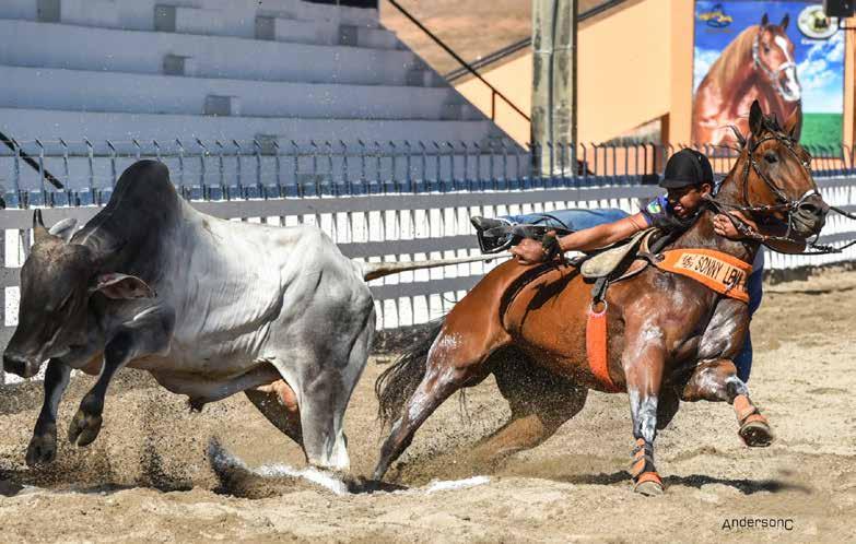 Lote 37 Sonny Lena Hcb F - 09/07/07 - C Convidado Especial Vendedor: Haras WLB DOC PLAYLENA FM SONNY SHADYBARS WP SMARVELENA BUNCH PLAYGIRL RONALD DA ER SONIA BRAGA DOC O LENA PEPARD FRECKLES PLAYBOY