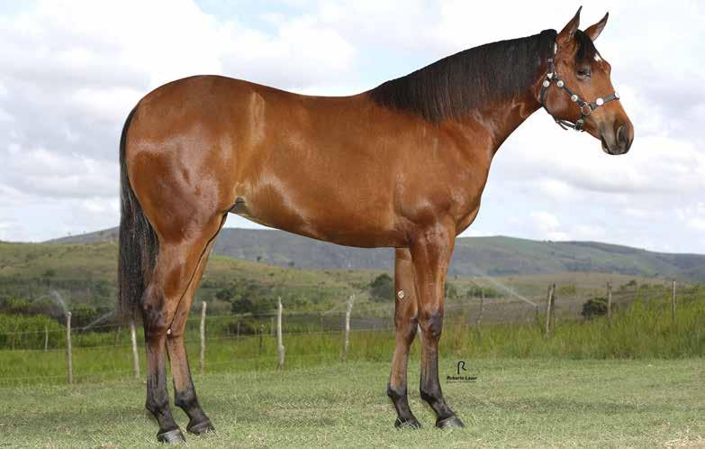 Lote 43 Steel Princess Diego F - 31/12/15 - C Convidado Especial Vendedor: Roberto Malta DESTINY STEEL PRINCESS SPOOK HJG ETERNALY STEEL FB TAMY DASH DON DIEGO BARS ELUSIVE SPOOK JAR ETERNALY FRED