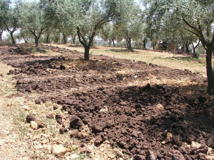 Colóquio - Fertilidade do solo e nutrição das plantas Oeiras, 22 de setembro de