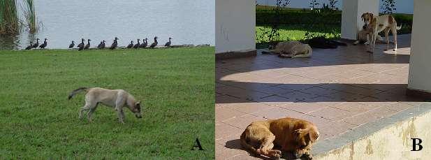 Figura 4. Aspecto geral dos cães errantes coletados na UFRRJ. A) Cão positivo, através da RIFI, para Rickettsia rickettsii transitando à margem do lago onde vivem as capivaras.