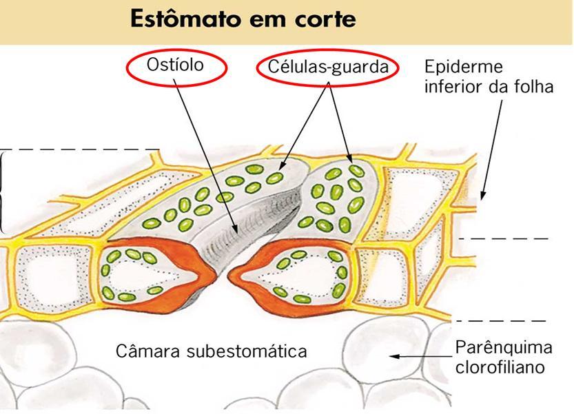 AREJAMENTO DA PLANTA p.