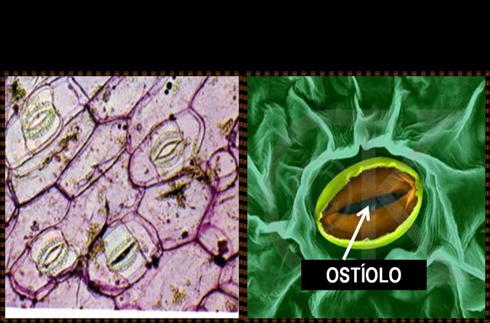 que garantem a entrada e saída dos gases CO 2 e O 2.