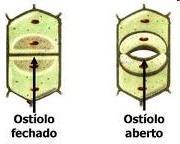 Além de permitir as trocas gasosas entre a planta e o ambiente, facilitando a fotossíntese e a respiração, os estômatos podem fechar sempre que a perda de água pela transpiração ameaçar a