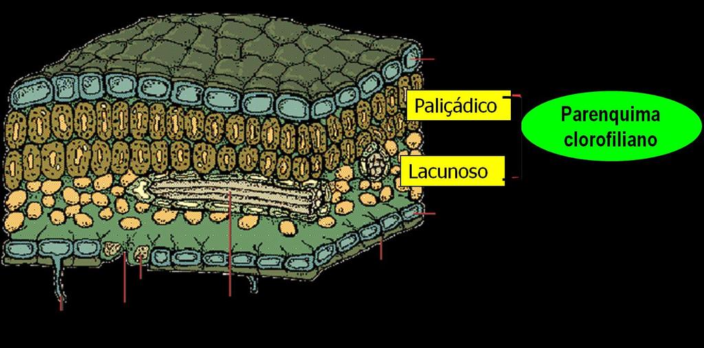 Parênquima paliçádico - as células do parênquima estão