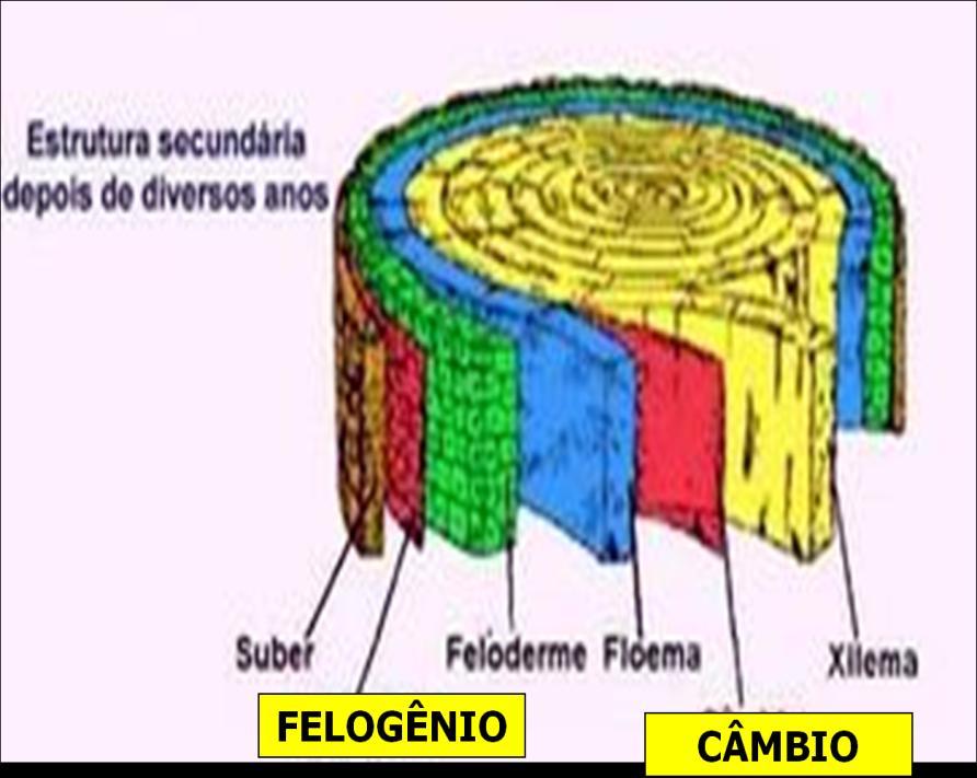 Meristema Secundário: é o responsável pelo crescimento em espessura (crescimento secundário).