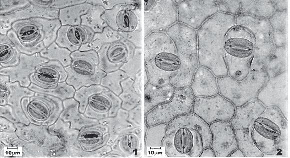 um conjunto de células localizadas na epiderme inferior das folhas, com a função de estabelecer comunicação do